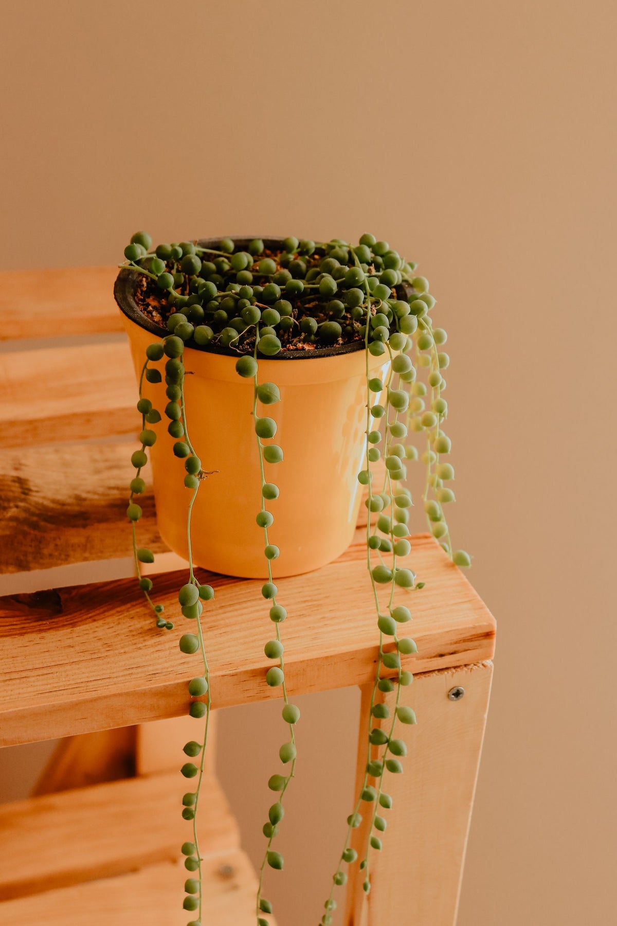 Trailing string of pearls in a ceramic planter