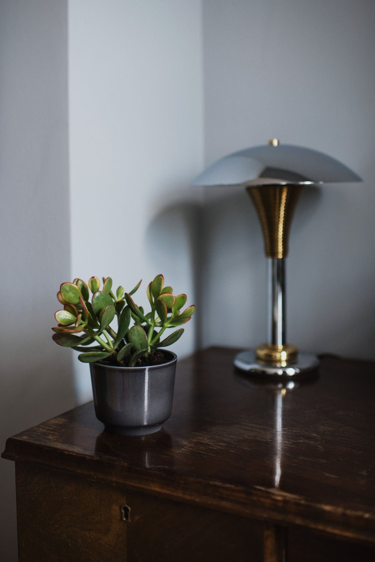 Jade plant in a simple dark pot