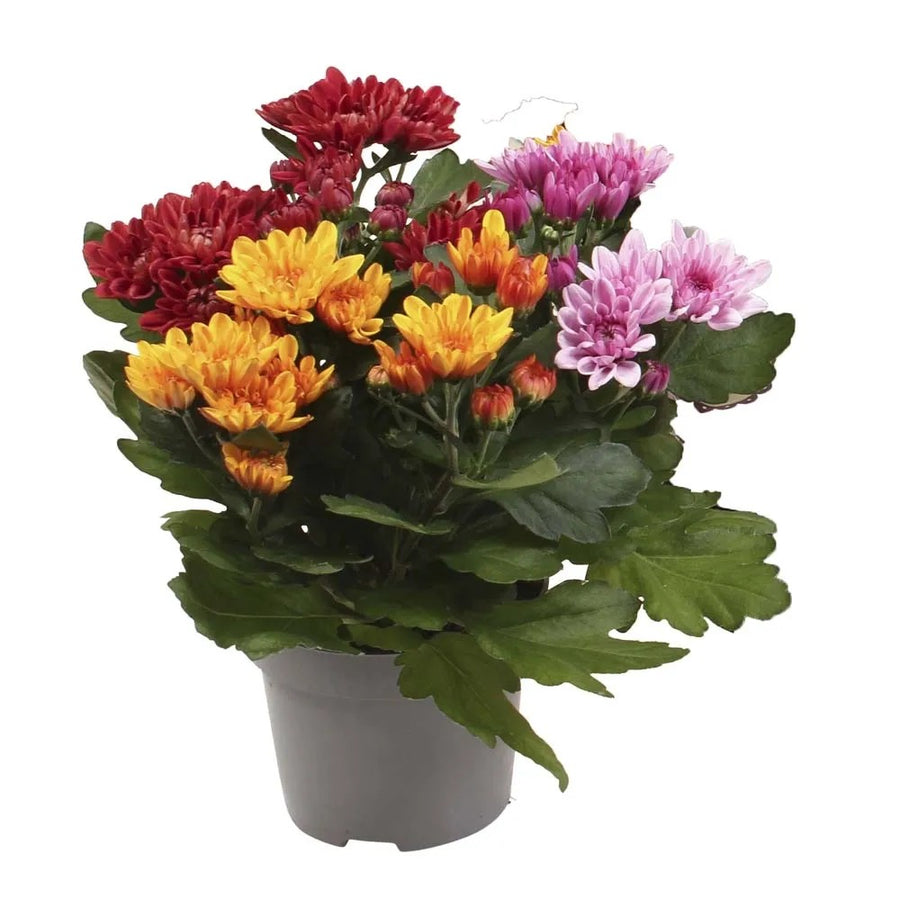 Chrysanthemum