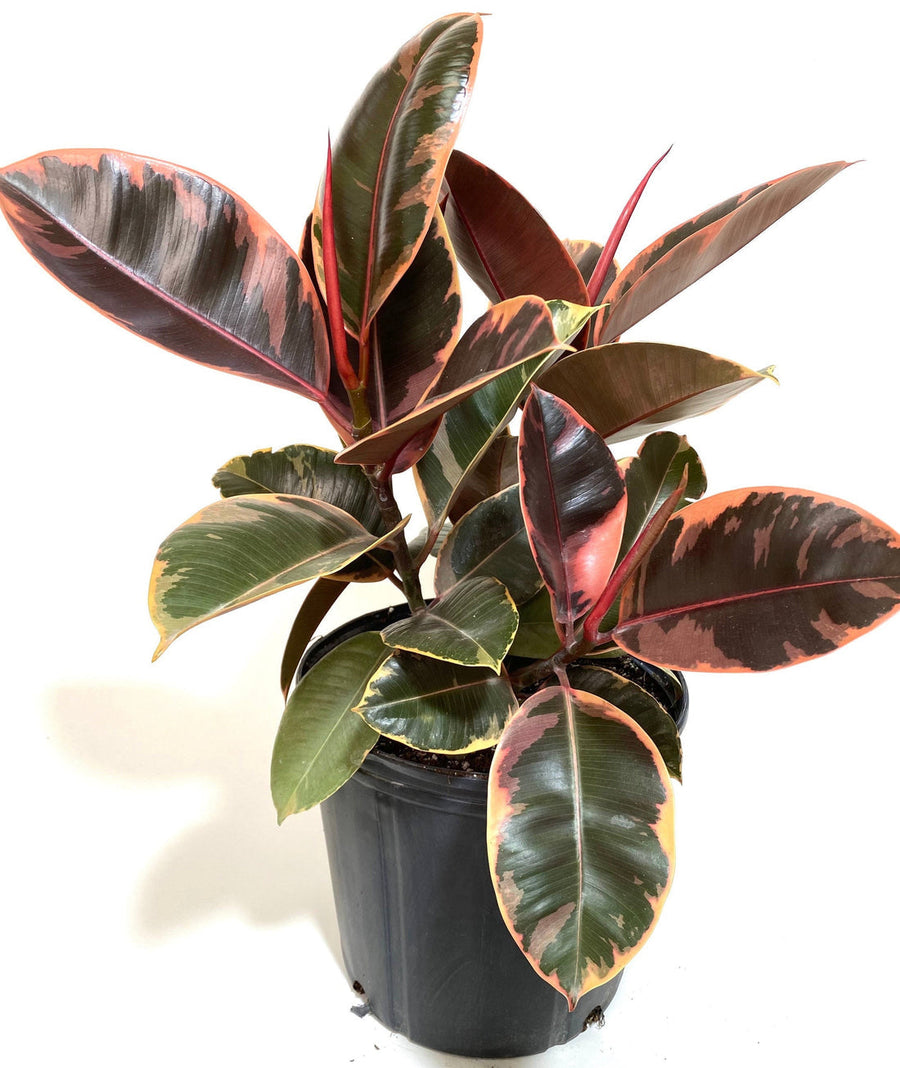 Ficus Elastica Ruby