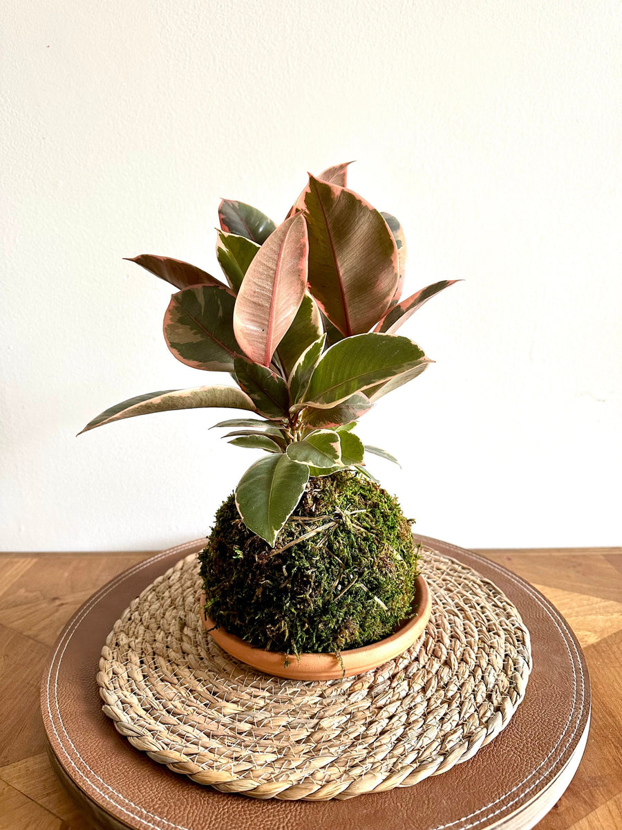 Kokedama Ficus Elastica Ruby