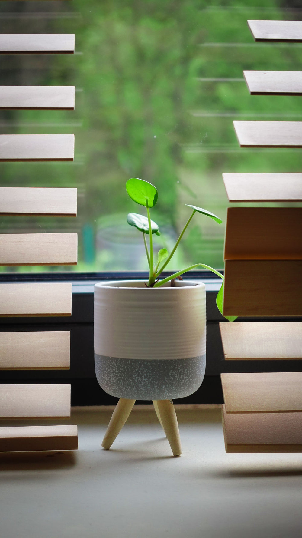 Potted plant beside window blinds in daylight