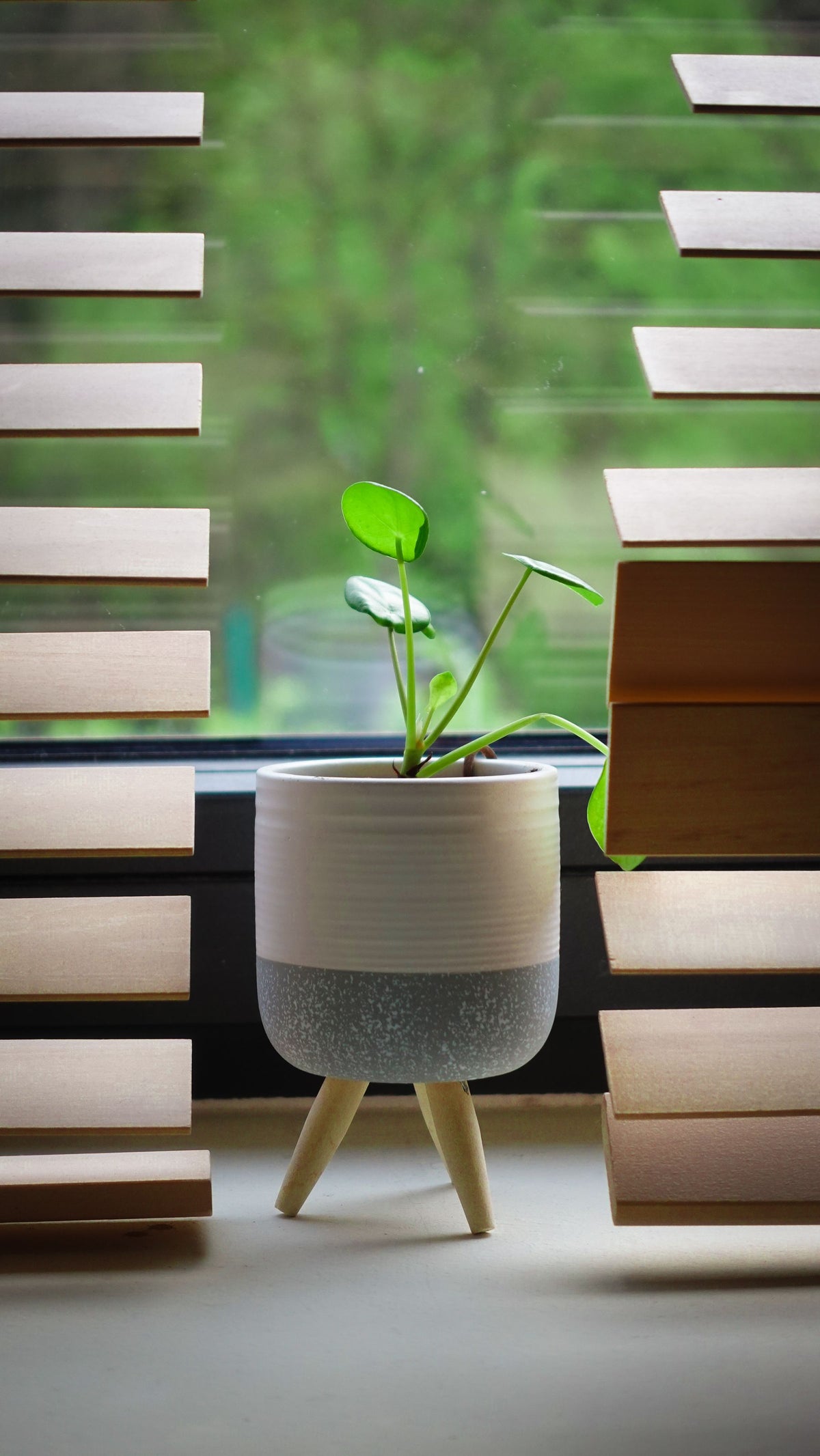 Potted plant beside window blinds in daylight