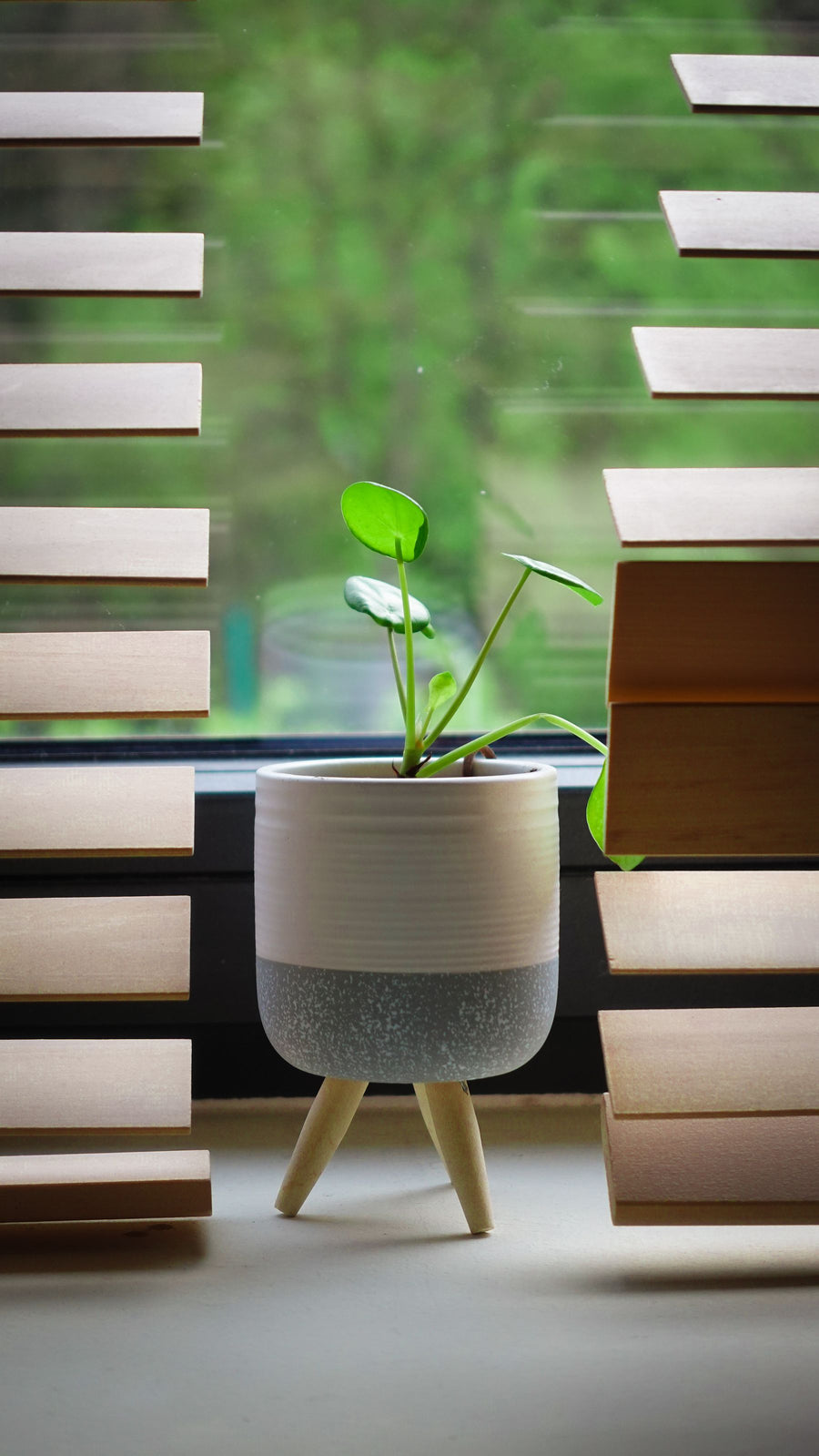 Potted plant beside window blinds in daylight