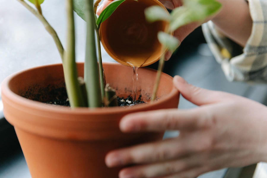 Hands watering a houseplant in a terracotta pot