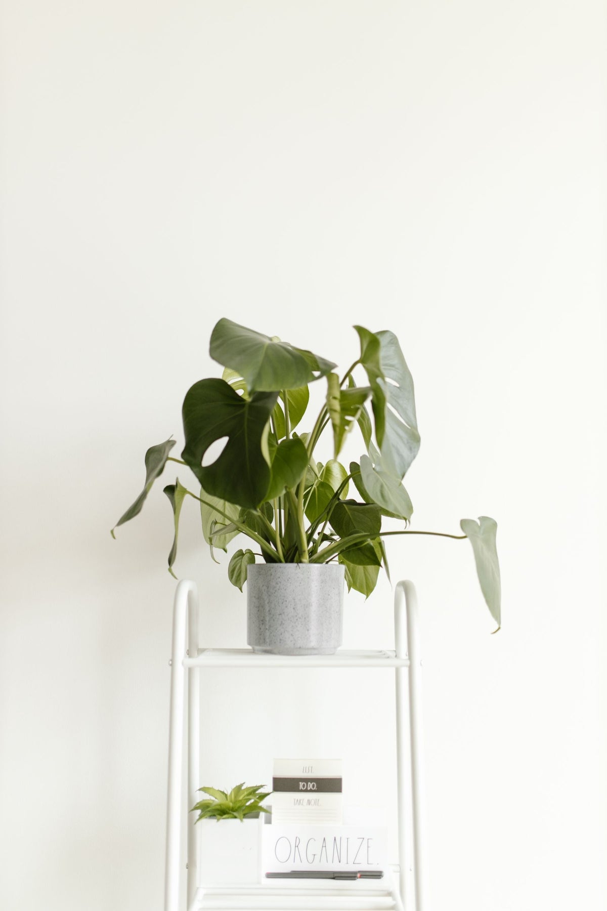Green houseplant in a pale ceramic planter