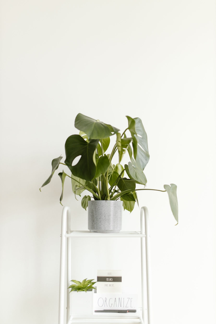 Green houseplant in a pale ceramic planter