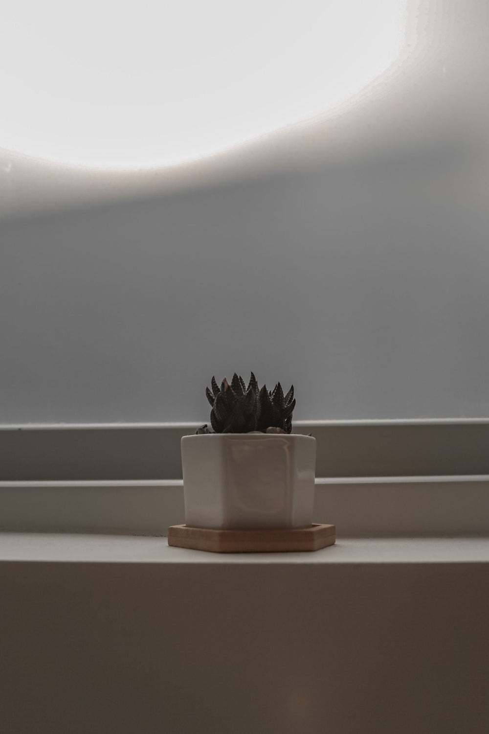 Small succulent on a compact windowsill
