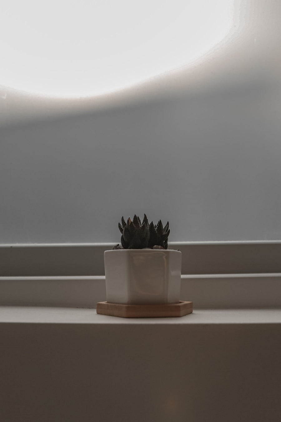 Small succulent on a compact windowsill