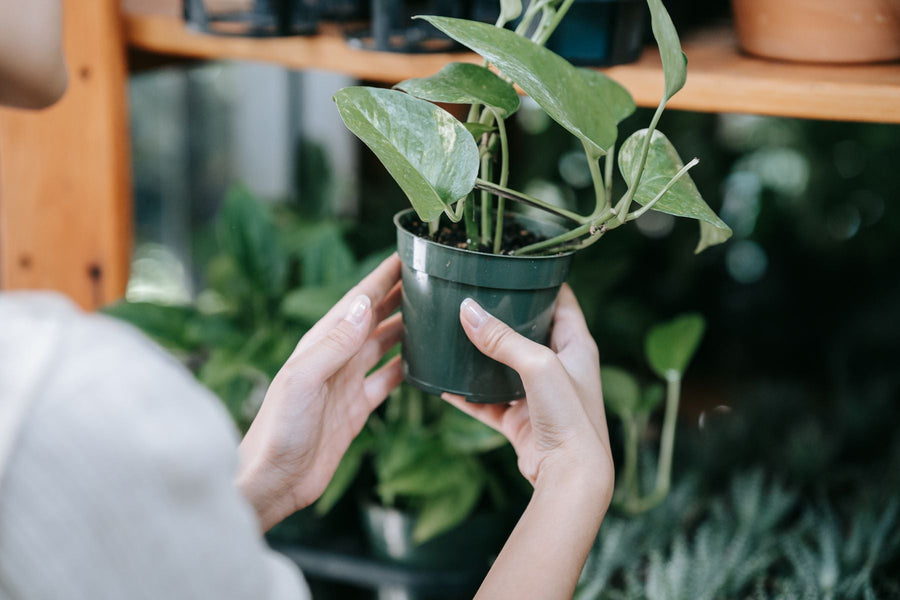 Hands holding a newly selected potted houseplant