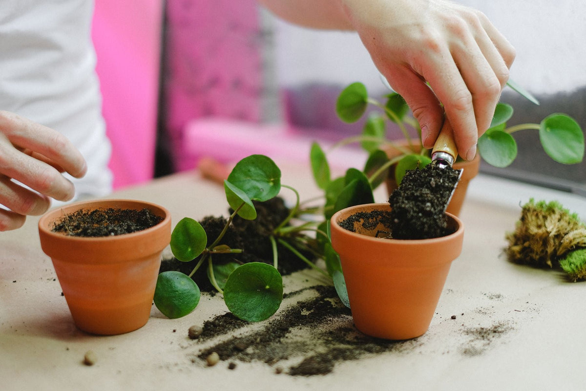 Repotting a pilea with fresh compost and terracotta pots