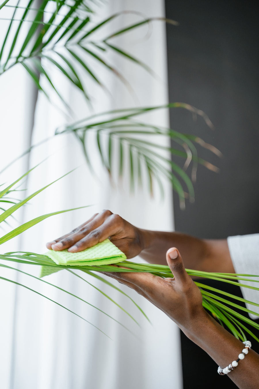 Hands cleaning and checking a houseplant leaf