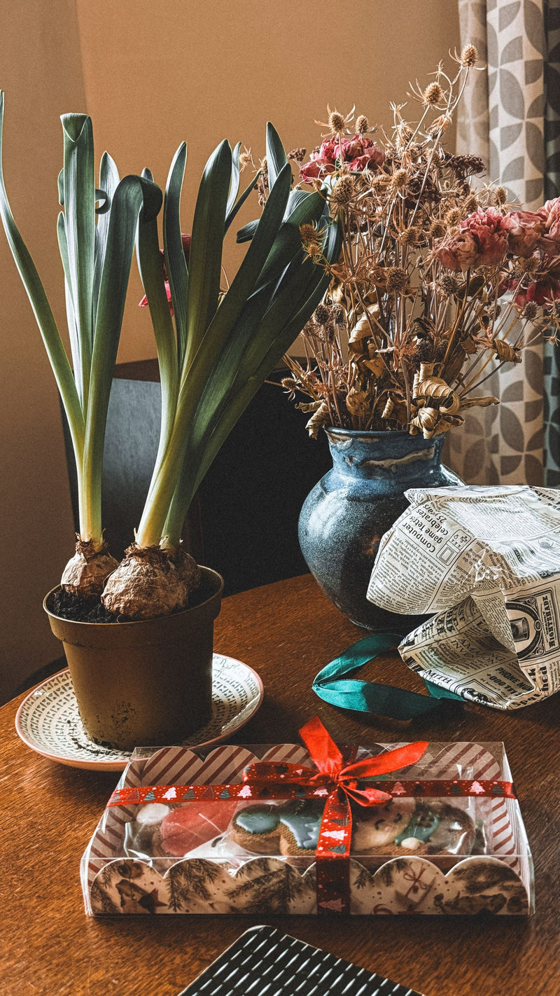 Potted plant beside a wrapped gift