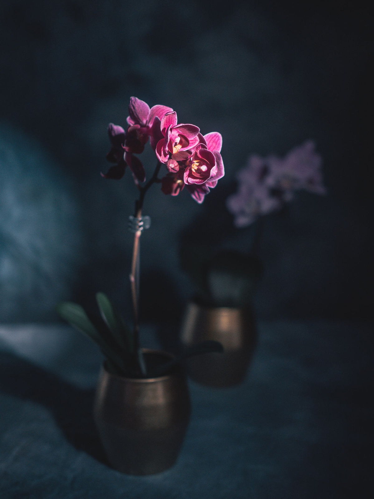 Orchids
