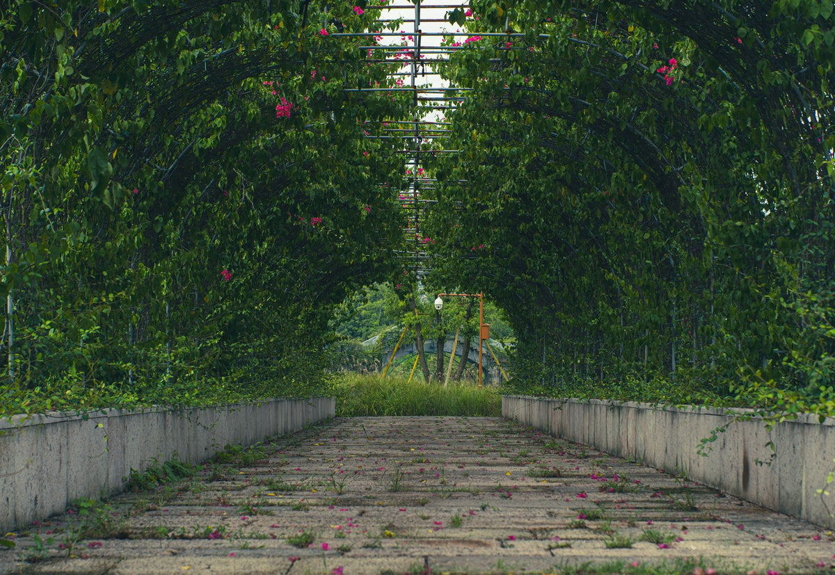 Outdoor Plants