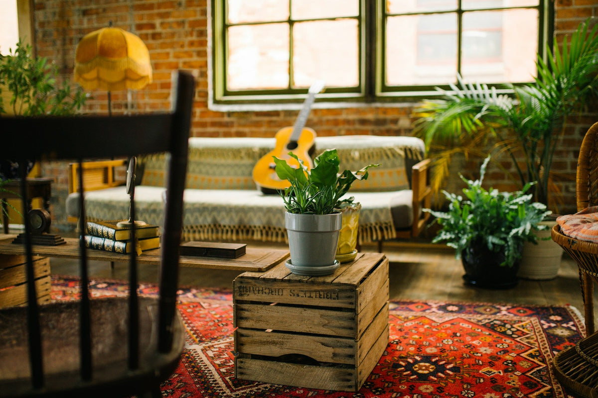 Indoor Plants