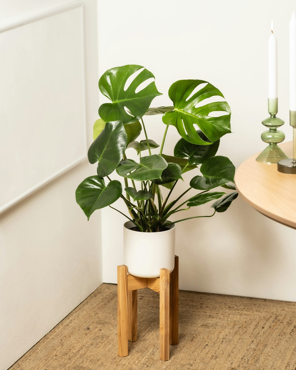 Statement Plants