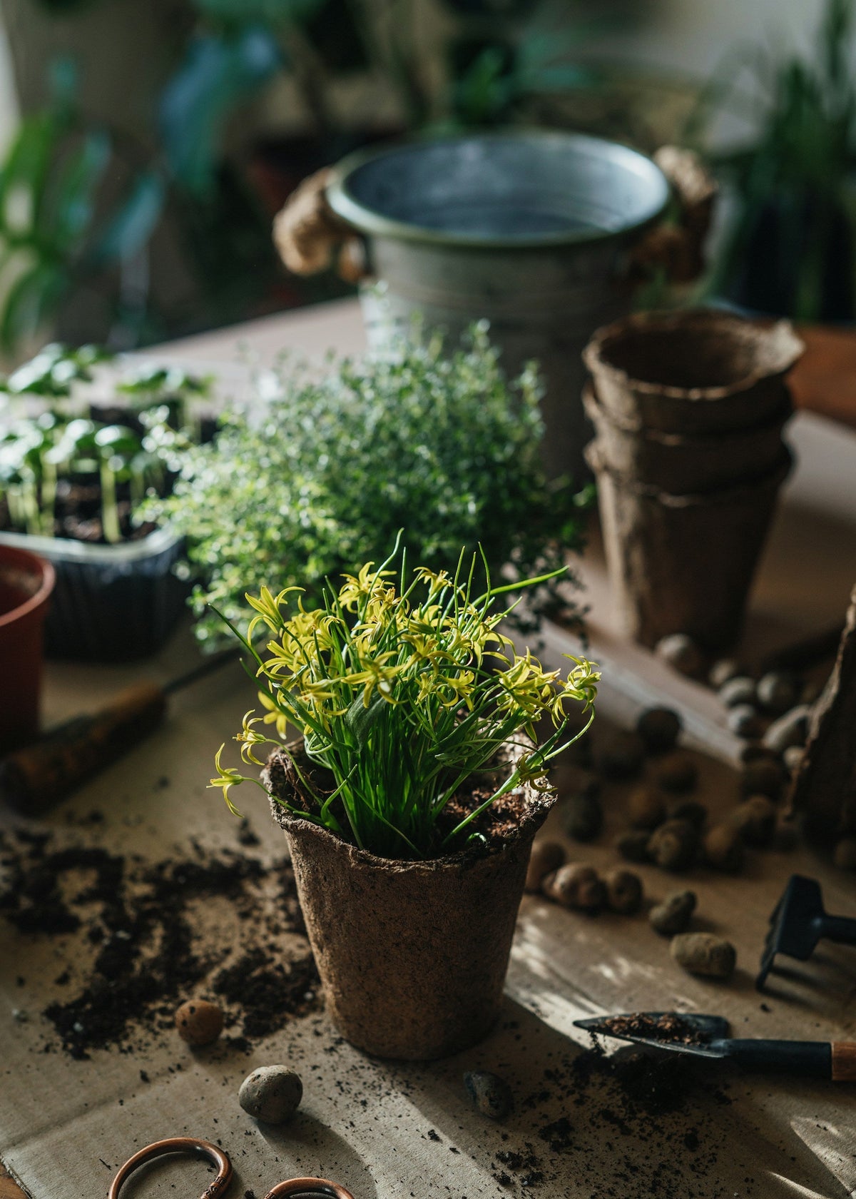Easy Care Plants