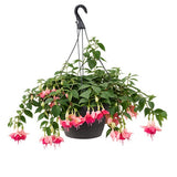 Fuchsia growing as a hanging-basket plant, illustrative only for HB variants; flowers vary in colour.