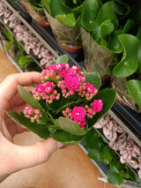 Calandiva double pink rosette blooms and buds seen in a hand-held miniature plant; flower-detail reference, not 12 cm size.