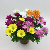 Mixed daisy-flowered potted chrysanthemums; illustrative petal forms and colour range, not size reference.