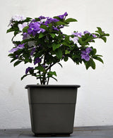 Brunfelsia pauciflora flowering shrub showing colour-changing flowers in grey cultivation pot.