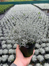 Calocephalus brownii silver twiggy foliage shown in a compact nursery pot; foliage detail, not 14 cm size reference.