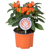 Ornamental Capsicum with glossy leaves and orange peppers in a small nursery pot; illustrative colour variation.