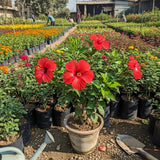 Hibiscus rosa-sinensis showing red open blooms and potted bush growth at nursery; actual flower colour varies.