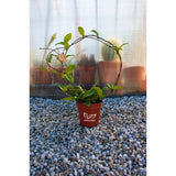 Hoya carnosa guided around heart-shaped wire frame in nursery pot; illustrative heart-frame variant.
