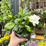 Gardenia jasminoides small flowering bush in nursery pot held for scale; glossy green leaves and white double bloom.