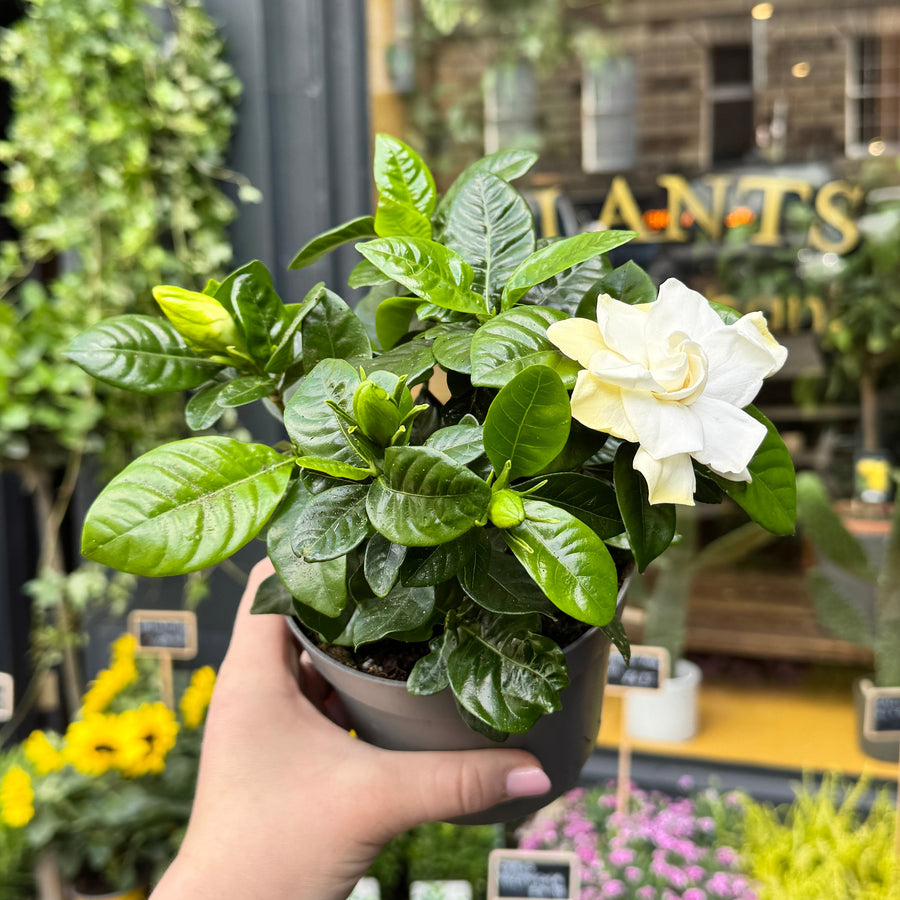 Gardenia