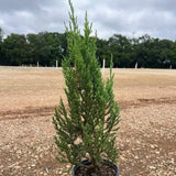 Juniperus chinensis Blue Point in nursery pot, upright blue-green cone; larger illustrative specimen.