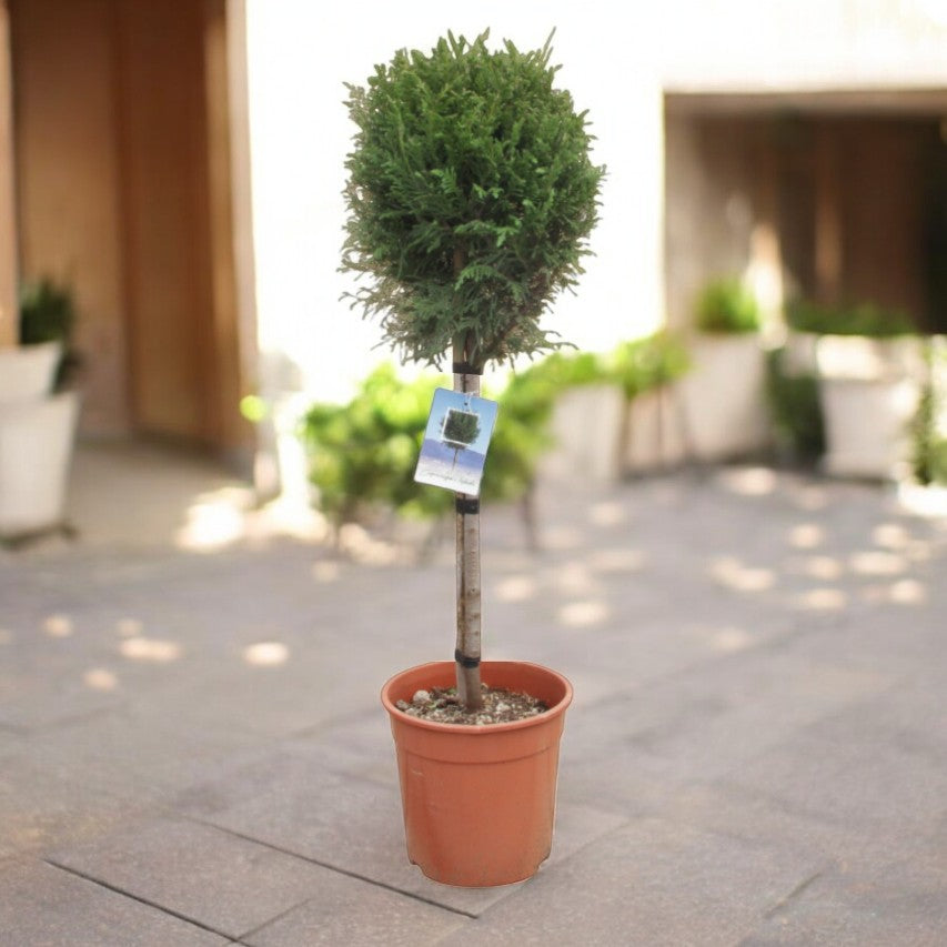 Cupressus