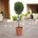 Cypress topiary trained into lollipop ball and straight stem; illustrates lollipop variant only, not standard pot size.