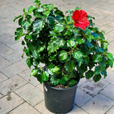 Hibiscus rosa-sinensis bush with glossy leaves and red flower in a large nursery pot; blossom and foliage example, not 14 cm size.