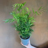 Chamaedorea elegans Parlour Palm in 14 cm nursery pot, size reference.