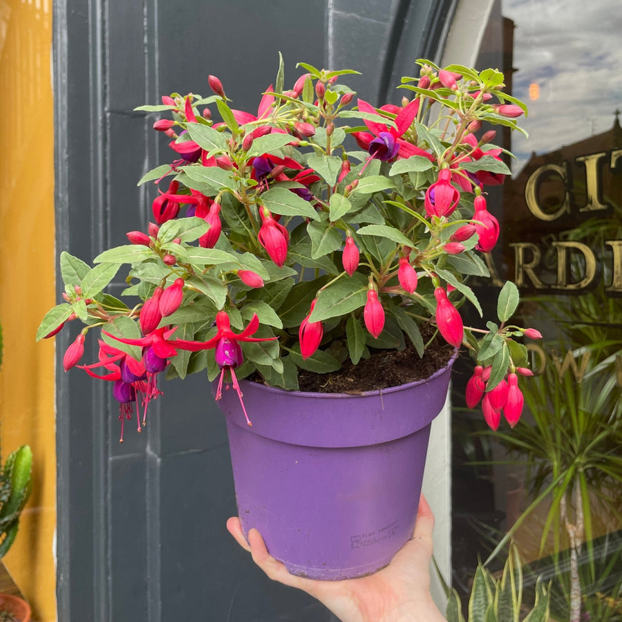 Fuchsia