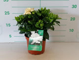 Gardenia jasminoides bush in 2 L nursery pot against height scale, showing creamy bloom and green foliage.