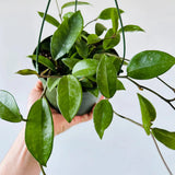 Hoya carnosa green waxy leaves and trailing habit in a hanging nursery pot, foliage detail.