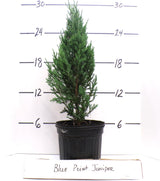 Juniperus chinensis Blue Point nursery plant with graduated height lines, approximate size illustration.