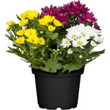 Chrysanthemum Swifty mixed white yellow and purple blooms in 12 cm nursery pot, representative of colour mixes.