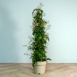 Jasminum polyanthum on pyramid trellis in nursery pot, representation of 16.5 cm pyramid variant.