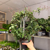 Jasminum polyanthum with pink buds trained on hoop, representing 14 cm hoop variant; actual plant may differ.