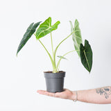 Frydek Green Velvet, whole plant in 14 cm nursery pot
