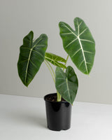 Frydek Green Velvet foliage and small black nursery pot