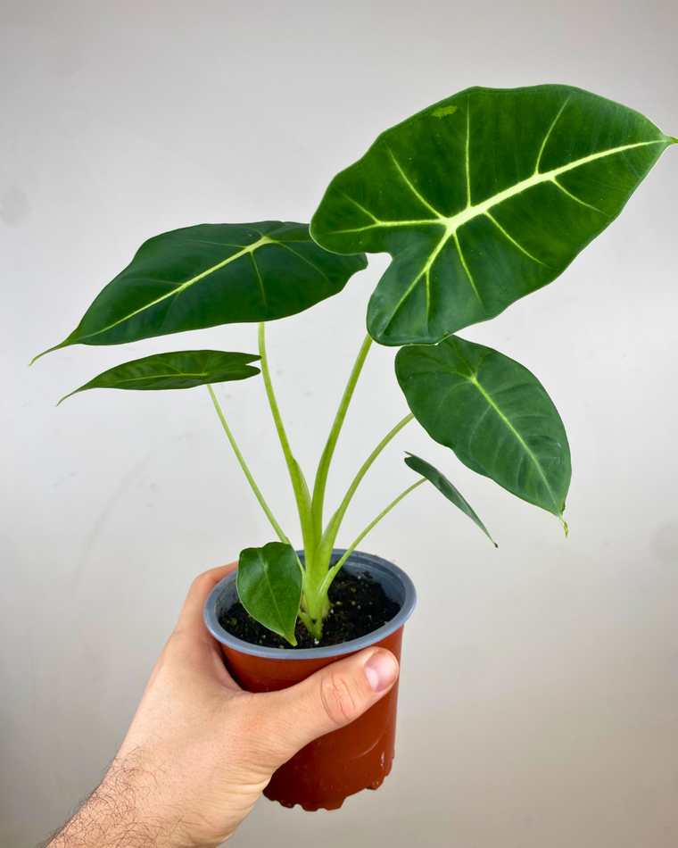 Non-variegated Alocasia Frydek green velvet foliage in nursery pot, representative of smaller size. Image is illustrative; select a variant for the listed pot diameter.