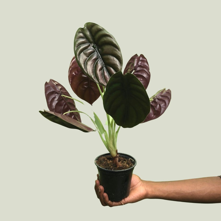 Alocasia cuprea Red Secret in a black nursery pot, representative of the 14 cm size. Image is illustrative; select a variant for the listed pot diameter.