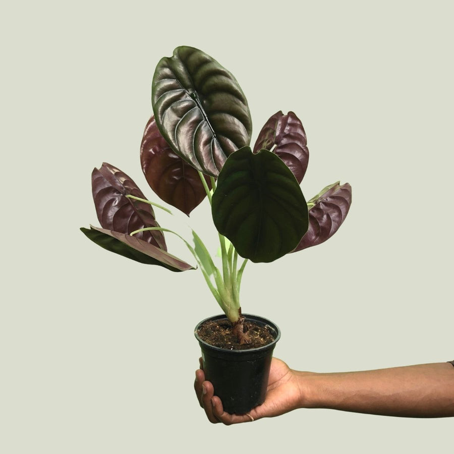 Alocasia Red Secret