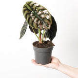 Alocasia cuprea Red Secret, 14 cm nursery pot